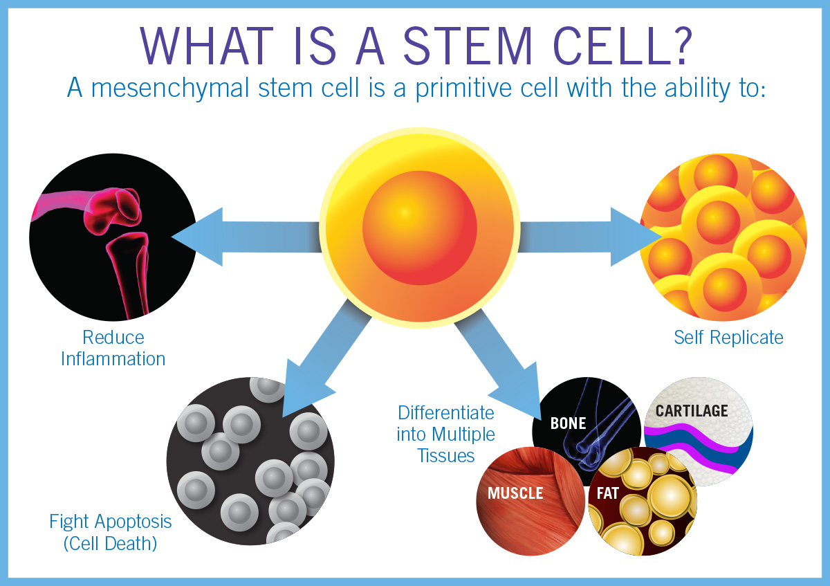 stem cell research how does it work